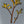 Yellow Kangaroo Paw Tee