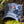 Scarlet Banksia Dad Cap
